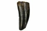 Juvenile Tyrannosaur Premax Tooth - Judith River Formation #184590-1